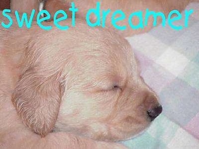 Close Up - A sleeping puppy on a towel. The Words - Sweet Dreamer - is overlayed