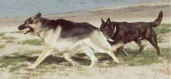 A German Shepherd and a Dutch Shepherd are running across grassy patched sand in front of a body of water