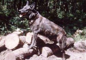 Lothar the Dutch Shepherd is standing on a pile of logs with his mouth open and tongue showing.