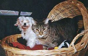 Shadow the gray tiger cat and Noel the Maltese are standing together in a brown wicker basket