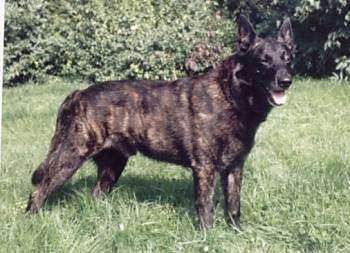 Lothar the black brindle Dutch Shepherd is standing in grass looking forward and its mouth is open. There is a line of trees and bushes behind him.