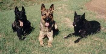 A German Shepherd with his tongue out is laying the middle of two Dutch Shepherds. The Dutch Shepherd on the left has his tongue out.
