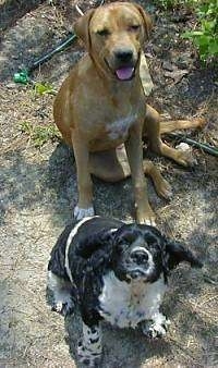 A Labrador/Pitbull mix is sitting behind a black with white Cocker Spaniel. They both are looking up