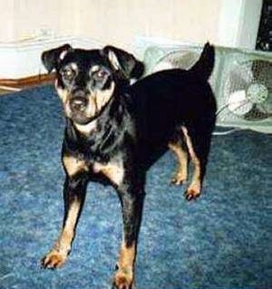 A black with tan Jagdterrier is standing on a blue carpet and there is a dual window fan behind it