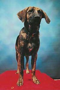 View from the front - A drop eared, brown with black brindle German Shepherd/Mountain Cur is standing on a red platform.