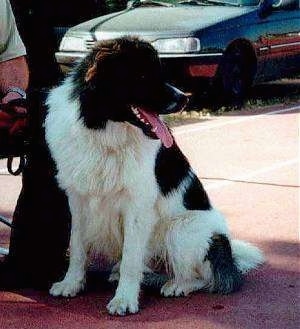 A black and white Greek Sheepdog is sitting in front of a person sitting on a bench. There is a vehicle in the background. Its mouth is open and tongue is out