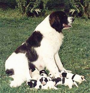 View from the side - A black with white Landseer is sitting in grass with a large litter of Landseer puppies laying under it.