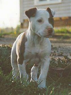 rabbit pitbull