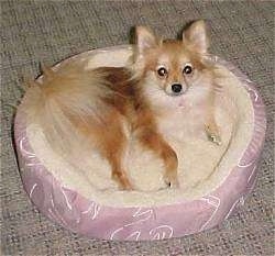 A brown with tan Pomeranian is laying against the back of a dog bed and it is looking up.