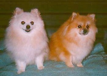 Front view of two sitting fluffy dogs - A cream Pomeranian is next to a sable Pomeranian on a green blanket and they are looking forward.