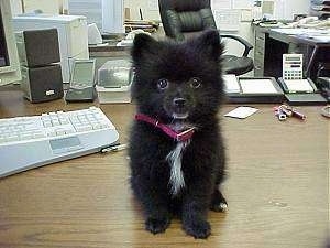Front view - A small black with white Pomeranian puppy is sitting on an office desk and it is looking forward.
