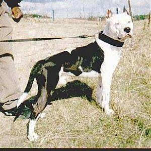 Bull Terrier Pitbull