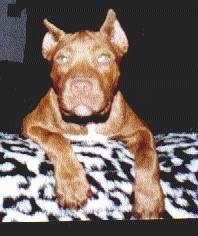 Close up - A red nose American Pit Bull Terrier is laying with her paws over the back of a leopard pattern couch