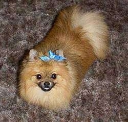 View from the top looking down - A small breed tan Pomeranian is laying on a carpet and it is looking up. It has a blue ribbon to the left of its right ear.