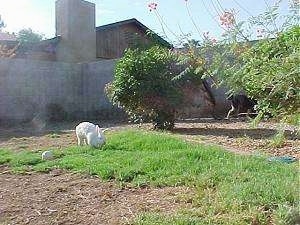 A white rabbit is inspecting the grass in front of it. It is in a backyard that has a cinder block wall around it.