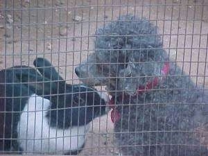 A gray Toy Poodle is sitting in dirt and in front of it is a black with white rabbit sniffing it.