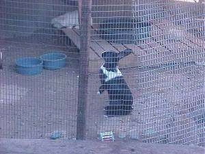 A black with white rabbit is sitting on its backside and it is looking to the left inside of an outside pen with a white rabbit in front of it.