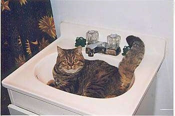 Cloe the cat is laying in a bathroom sink and looking at the camera holder