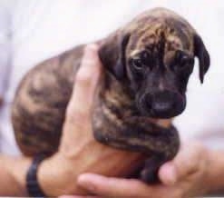 Close up - A small brown brindle Sloughi puppy is being held in the air by a persons hand.