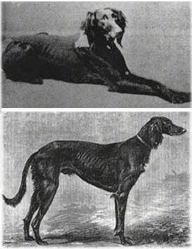 Top photo - A black and white image of a Saluki laying on a surface. Bottom photo - Right Profile - A black and white image of a black and white Sauki that is looking to the right. The dog has a high arch.