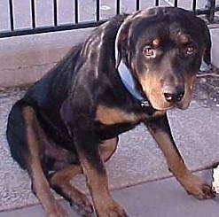 A black and tan Rottweiler dog is sitting with its head down on the concrete ground with a fence behind it.