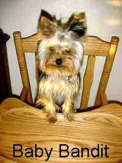 A brown with black Yorkie is standing up against the tray part of a wooden high chair. It has perk ears, a small black nose and small dark eyes.