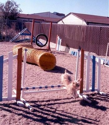 Lindsey the Yorkshire Terrier is landing the bars on an agility obstacle course