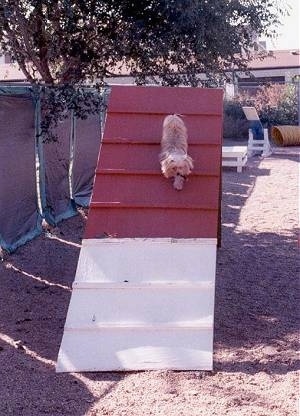 Lindsey the Yorkshire Terrier is running down a red and white ramp on an agility course