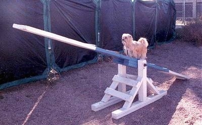 Lindsey the Yorkshire Terrier is walking up a blue and white seesaw obstacle on an agility course