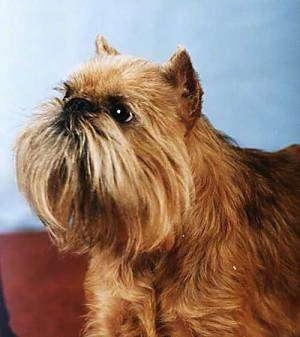 Side view head shot - A tan Belgian Griffon is looking up and to the left against a blue background and a brown floor.