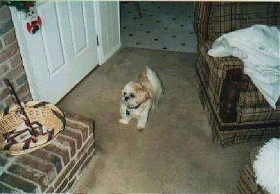 Rambo the Shih Tzu is standing next to a chair and in front of a door and a brick fireplace. There is a kitchen behind it