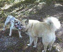 A white Bulldog and the Husky/Shepherd mix are having a tug-of-war over a stick