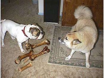A white with brown bulldog is standing behind 5 large bones. There is a tan with white dog standing on a rug looking at the bulldog as if it is woooing at him.