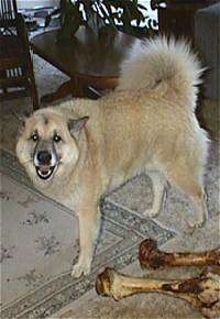 A fluffy white dog with a graying black snout is standing on a rug  with two large bones next to him. The dog looks happy.