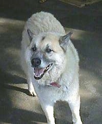 An Epileptic Husky/Shepherd mix is standing on a carpet and looking forward. His mouth is open and it looks like he is smiling