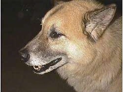 Close Up side view head shot - Face of the Epilepticb Husky/Shepherd Mix