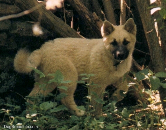 A white fluffy dog with a black snout is walking through a grassy area and there are trees and a large rock behind it