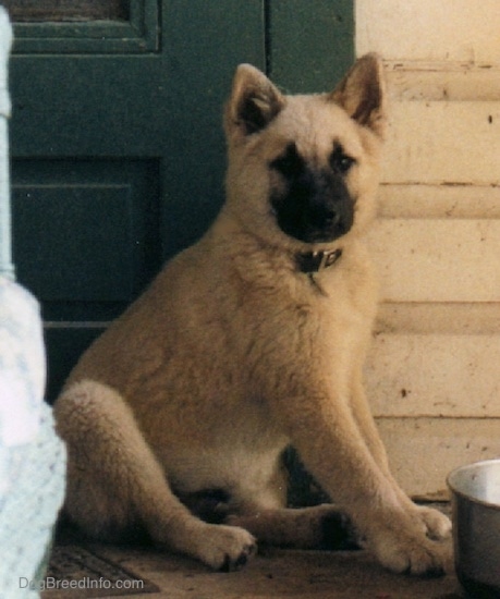 A fluffy white puppy with a black snout is sitting on a porch in front of a green door