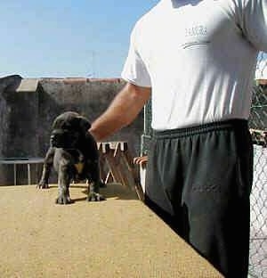 Cao de fila de Sao Miguel Puppy is standing on a wooden table at a construction site. Next to a person in front of a chainlink fence