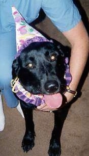 A black Labrador Retriever is sitting on a tan carpet wearing a white and purple clown hat and neck ring. Its head is tilted to the left and its mouth is open and tongue is out. There is a person in blue scrubs next to it with their arm around the dog.