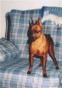 A perk-eared cropped, red Miniature Pinscher is standing on a light blue plaid couch looking over the edge.