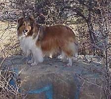 The left side of a brown with white and black Shetland Sheepdog is standing on a large bolder sized rock looking forward, its mouth is open and it looks like it is smiling. The dog has a long thick coat.