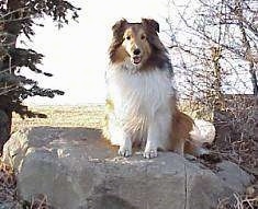 A brown with white and black Shetland Sheepdog is sitting on a large rock, it is looking forward, its mouth is open and it looks like it is smiling.