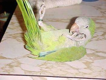 A Quaker Parrot is laying on its back on a white an tan marble countertop with its feet in the air.