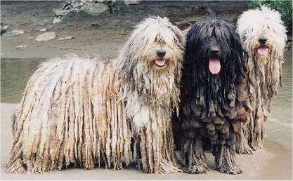 Three Bergamasco dogs standing on sand in front of a small body of water