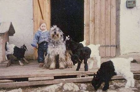A Little boy standing next to a Bergamasco dog sitting on a porch with a herd of kid goats around them