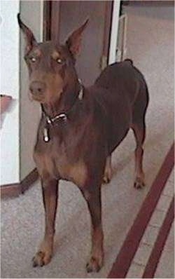 A brown and tan Doberman Pinscher is standing on a carpet in front of a closet door