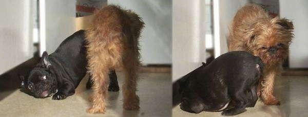 left Photo - A black French Bulldog is play bowing in front of a Brussels Griffon. The French Bulldogs face is shown. Right Shot - A black French Bulldog is play bowing in front of a Brussels Griffon. The Brussels Griffons face is shown