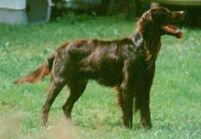 A German Longhaired Pointer is standing outside in grass with its mouth open and tongue out