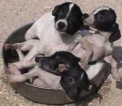 A litter of Japanese Terrier puppies are laying in a pan